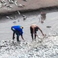 Anuncian llegada de un importante cardumen de pescado al Río Pilcomayo