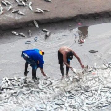 Anuncian llegada de un importante cardumen de pescado al Río Pilcomayo