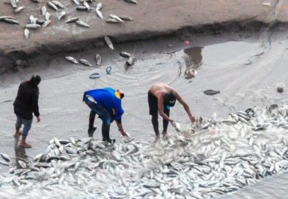 Anuncian llegada de un importante cardumen de pescado al Río Pilcomayo