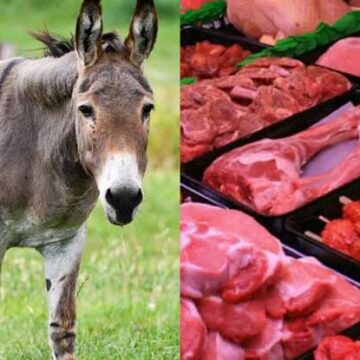 Proponen normar el comercio de la carne de burro en Bolivia