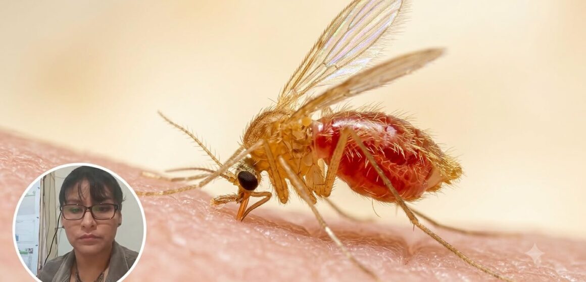 Confirman caso de leishmaniasis visceral en un menor de 5 años