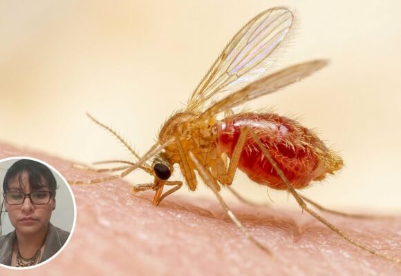 Confirman caso de leishmaniasis visceral en un menor de 5 años